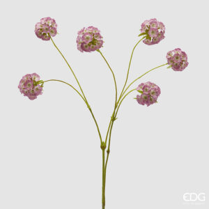 Scabiosa ramo-rosa-h.66 cm-edg