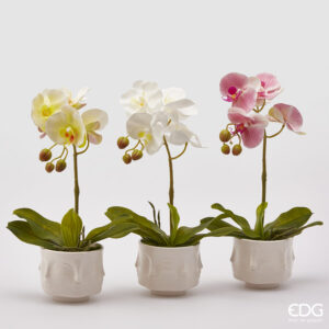 Orchidea con vaso-assortita-h.40 cm-edg