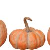Zucca assortita-ceramica-boltze