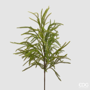 Cryptomeria ramo-h.71 cm-edg